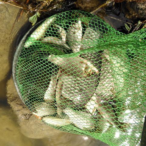 《风花雪月》钓鱼新体验，探索游戏深度乐趣