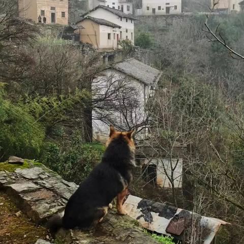 《怪物猎人荒野》影蜘蛛攻略解析：高效打法与珍贵掉落材料全揭秘