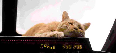 《惊奇队长》新照曝光！大橘猫萌态十足引关注