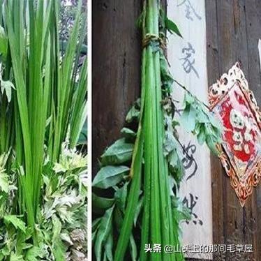 《鸣潮》剑菖蒲高效采集攻略,一网打尽位置秘籍 《鸣潮》剑菖蒲高效采集攻略,一网打尽位置秘籍