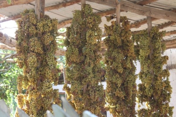 火焰山探险:揭秘落伽香藤新秘境 火焰山探险:揭秘落伽香藤新秘境