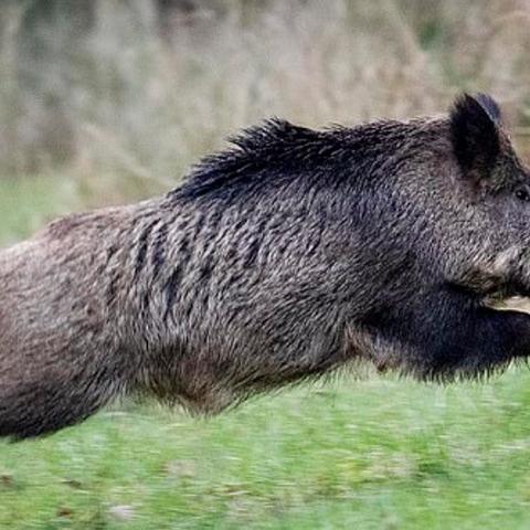 《最终幻想15》PC版停更揭秘，全新价值体验即将开启