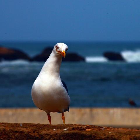 《绝区零》1.4前瞻直播精华+兑换码全解析！菲林统计不容错过