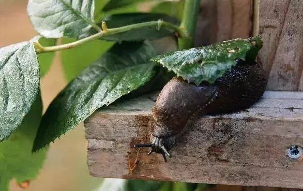 切尔诺贝利探秘：鼻涕虫超自然体现踪点与神秘效应解析