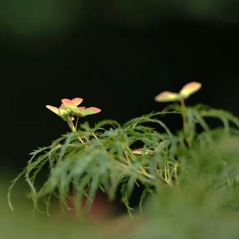 沉浸式生态奇观,《旧日不再》开放世界魅力无限 沉浸式生态奇观,《旧日不再》开放世界魅力无限