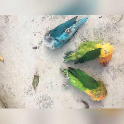 《野狗子》真假结局解锁秘籍，探秘全新价值点揭晓