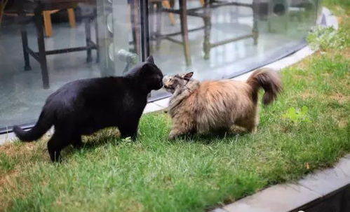 《野狗子》攻略：黑骑怨甦-裹记忆碎片位置解析与收集技巧揭秘