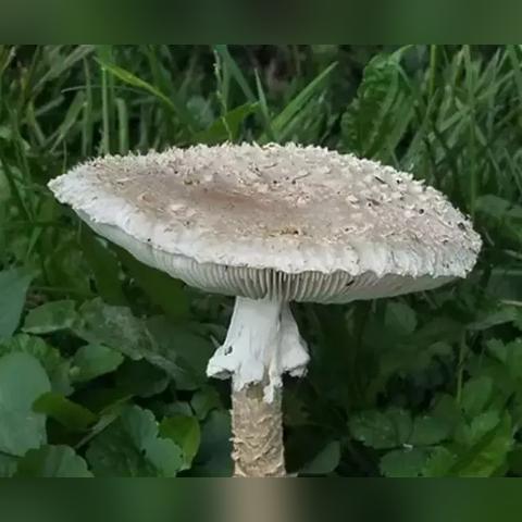 《致命解药》试炼场巅峰挑战，独家攻略解锁新境界