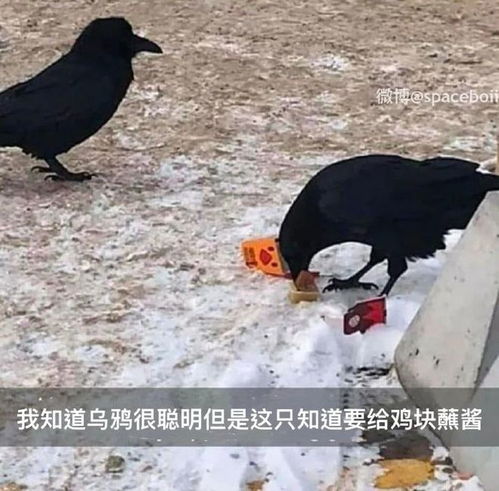 《哈迪斯2》独家攻略：轻松解锁渡鸦拉奇与猎犬赫库芭，掌握乌鸦与狗获取秘籍