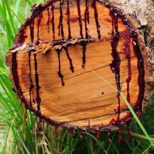 惊悚修炼：揭秘树妖成精之谜