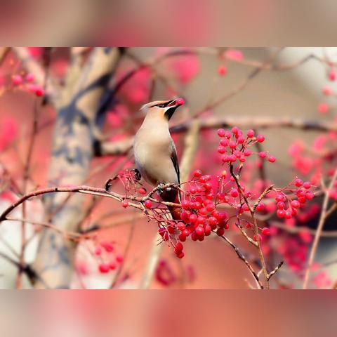 四季风光尽收眼底，春华秋实夏绿冬雪映新篇