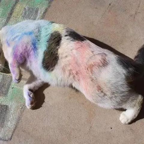 《彩虹六号:围攻》深度解析:告别无脑突突,战术对决新篇章 《彩虹六号:围攻》深度解析:告别无脑突突,战术对决新篇章