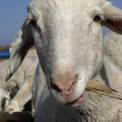 《羊了个羊》4月10日通关秘籍大公开!轻松解锁高分技巧 《羊了个羊》4月10日通关秘籍大公开!轻松解锁高分技巧