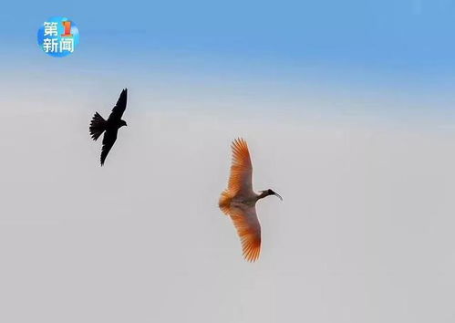 游隼现身揭秘：心动小镇探秘之旅