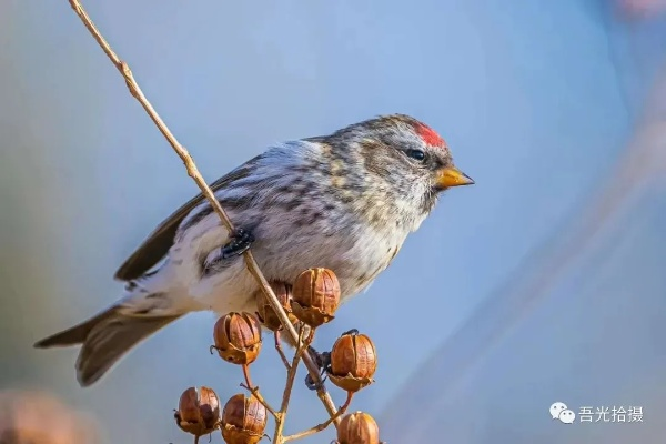心动小镇白腰朱顶雀觅食秘境揭晓