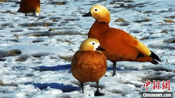 《心动小镇》探秘:赤麻鸭栖息地大揭秘 《心动小镇》探秘:赤麻鸭栖息地大揭秘