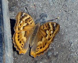 《心动小镇》紫闪蛱蝶捕捉秘境大揭秘，探秘新价值！