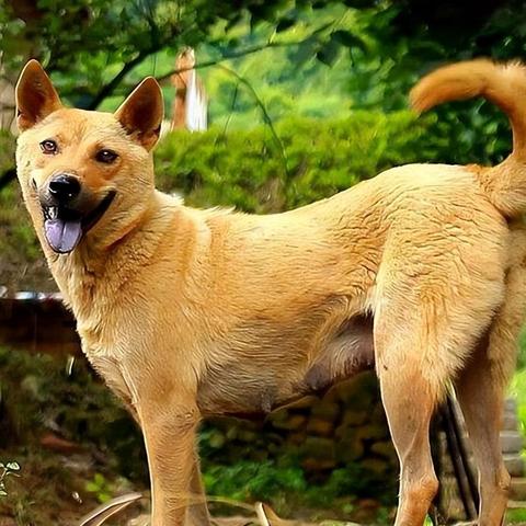 恶犬活动攻略揭秘：高效技巧分享新攻略