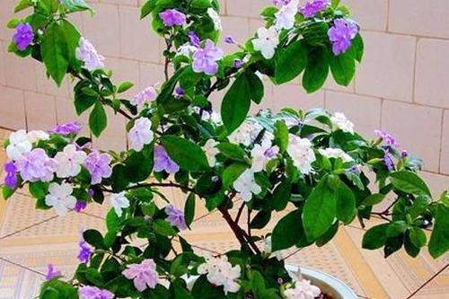 《鸣潮》探秘:鸳鸯花与木莲高效采集攻略分享 《鸣潮》探秘:鸳鸯花与木莲高效采集攻略分享