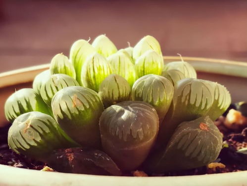 《鸣潮》新手攻略:轻松开荒,掌握高效入门技巧 《鸣潮》新手攻略:轻松开荒,掌握高效入门技巧