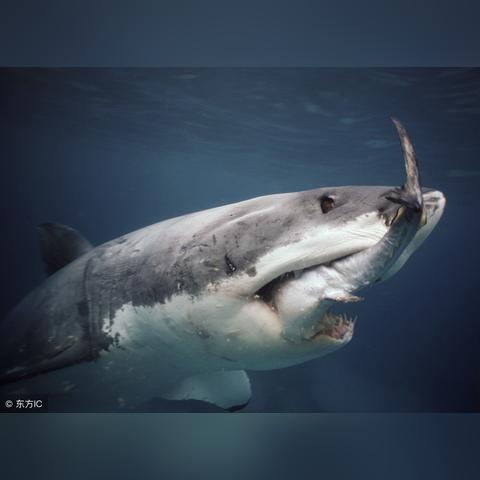 惊险深海探秘！PSVR巨鲨猎杀13分钟体验首曝
