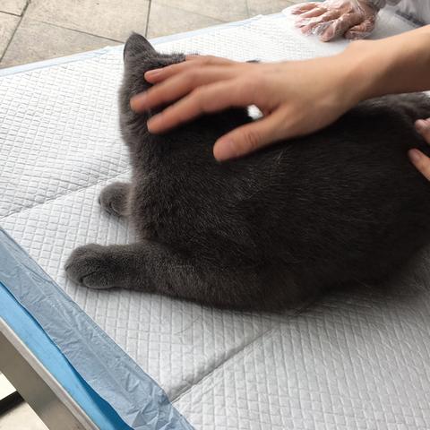 《小猫咪大城市》探秘:趣味玩法解锁新体验 《小猫咪大城市》探秘:趣味玩法解锁新体验