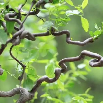 《龙爪根寻宝攻略：揭秘江湖唯一商人藏身之地》