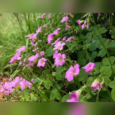 《恶意不息》敏捷流攻略：高效配装技巧揭秘