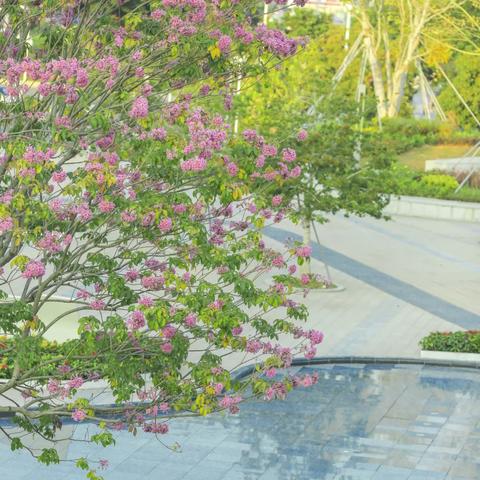 水中木种植攻略:揭秘生存必备的神秘之树 水中木种植攻略:揭秘生存必备的神秘之树