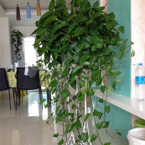 《英雄养成记》绿光热票助力Steam平台独占首发