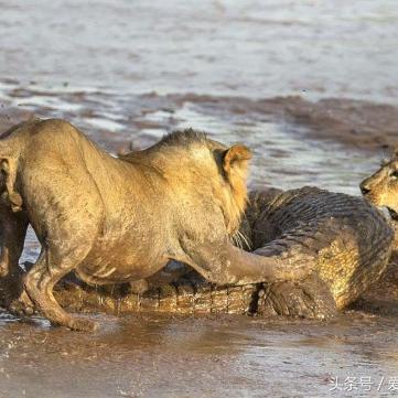 《圣兽之王》前期队伍攻略+实用技巧深度解析