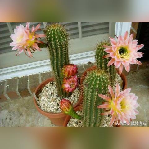 《最终幻想7重生》第六章探秘快乐仙人掌拍照攻略揭秘! 《最终幻想7重生》第六章探秘快乐仙人掌拍照攻略揭秘!