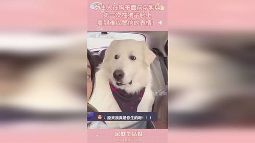 《野狗子奇才三姐》独家教程：高效学习攻略揭秘