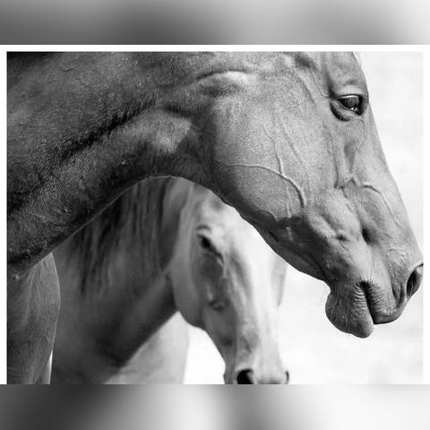 《荒野大镖客2》马匹排行攻略:顶级坐骑获取秘籍大公开 《荒野大镖客2》马匹排行攻略:顶级坐骑获取秘籍大公开