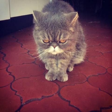 喵星萌力全开!合金萌装《喵星人道具OL》新体验 喵星萌力全开!合金萌装《喵星人道具OL》新体验