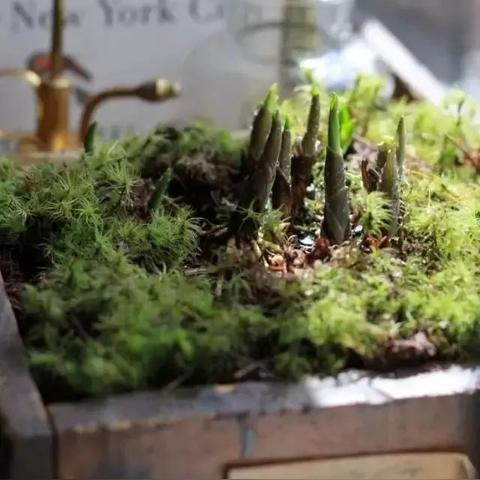 《铃兰之剑》养成攻略:深度解析,解锁最强角色! 《铃兰之剑》养成攻略:深度解析,解锁最强角色!