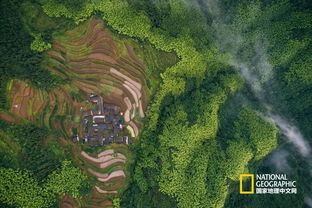 探索紫韵秘境:揭秘提瓦特珍稀物产拍摄攻略 探索紫韵秘境:揭秘提瓦特珍稀物产拍摄攻略