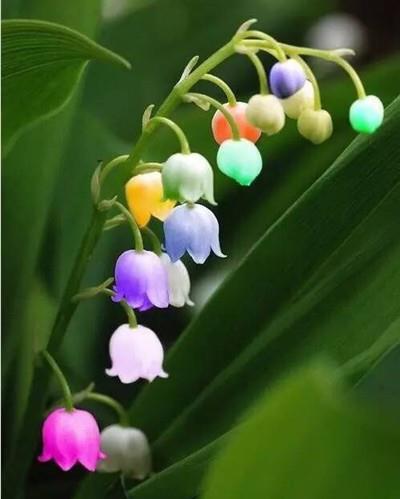 湖光铃兰新探秘：4.2版本绝美地点深度解析