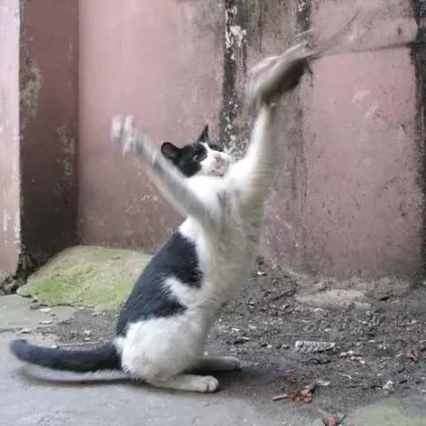 《避难所2》野猫角色新图曝光，揭秘猫界生存法则！