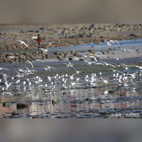 《使命召唤11》高清对决，揭秘主机分辨率新境界