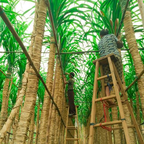 高效打造《我的世界》1.19-1.20自动甘蔗机,解锁高效种植新技能 高效打造《我的世界》1.19-1.20自动甘蔗机,解锁高效种植新技能