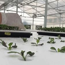 《植物大战僵尸2》神秘新内容首曝，探秘全新价值亮点揭晓