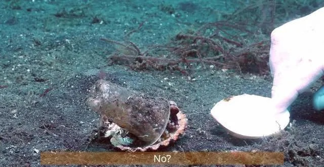 火山深处藏珍宝，章鱼宝藏一网打尽攻略揭秘