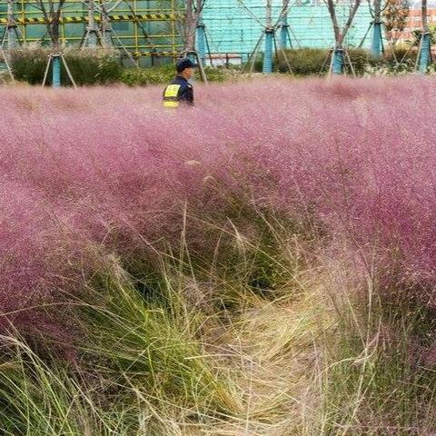 《植物大战僵尸2》骂声不断，盈利奇迹再创新高！