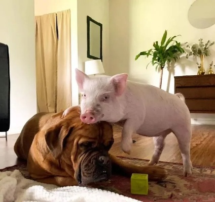 痛恨之最:神敌遇猪友,分秒变虐狗,全新体验来袭 痛恨之最:神敌遇猪友,分秒变虐狗,全新体验来袭