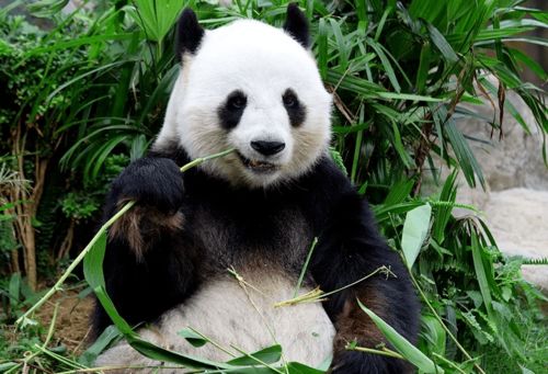 神兽草泥马熊猫功夫,全新神秘力宠降临 神兽草泥马熊猫功夫,全新神秘力宠降临