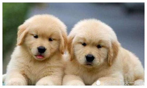 后浪沙滩再起航：盘点四款狗尾续貂续作中的创新之光