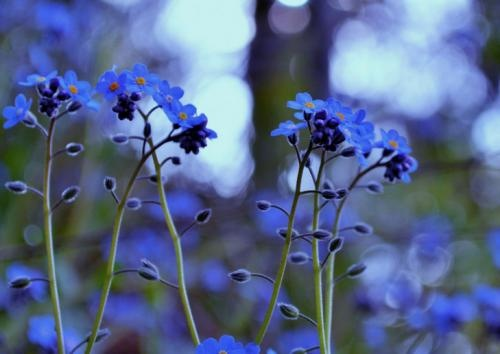 记忆复苏，勿忘我新篇：探寻遗忘的艺术奇迹