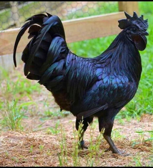 惊鸡母蛋中藏奥秘,揭秘奇观新发现 惊鸡母蛋中藏奥秘,揭秘奇观新发现