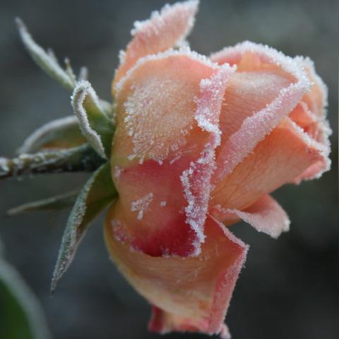 《勇敢的心：世界大战》揭秘战争与人性的冲突瞬间